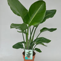 Strelitzia Nicolai - Ø19cm - ↕95cm