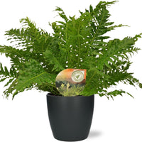 Blechnum Silver Lady - Ø17cm - ↕50cm + Pot Brussels D18x17cm - Antraciet