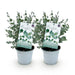 Green boutiQ - Terrasplant - Eucalyptus boom - Eucalyptus gunni  - Grijs - 2 Planten - Winterhard - Pot 14cm Hoogte 30cm