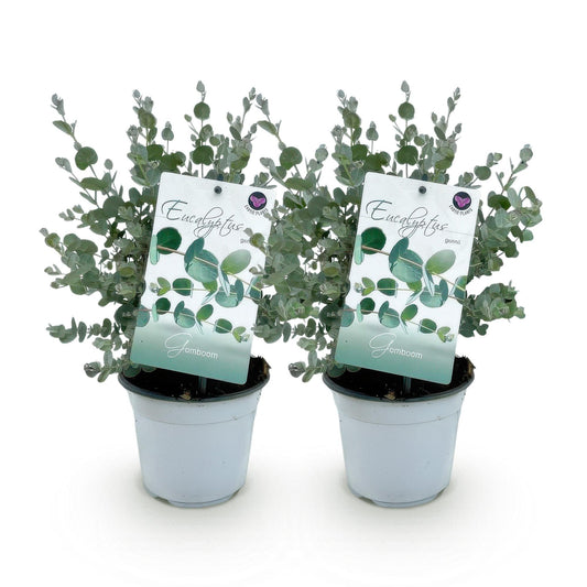 Green boutiQ - Terrasplant - Eucalyptus boom - Eucalyptus gunni  - Grijs - 2 Planten - Winterhard - Pot 14cm Hoogte 30cm