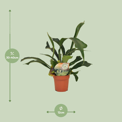 Platycerium Bifurcatum – Hertshoornvaren kamerplant