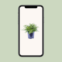 Asplenium Parvati – Nestvaren kamerplant