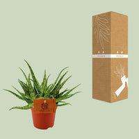 Aloe Spider – Aloe kamerplant