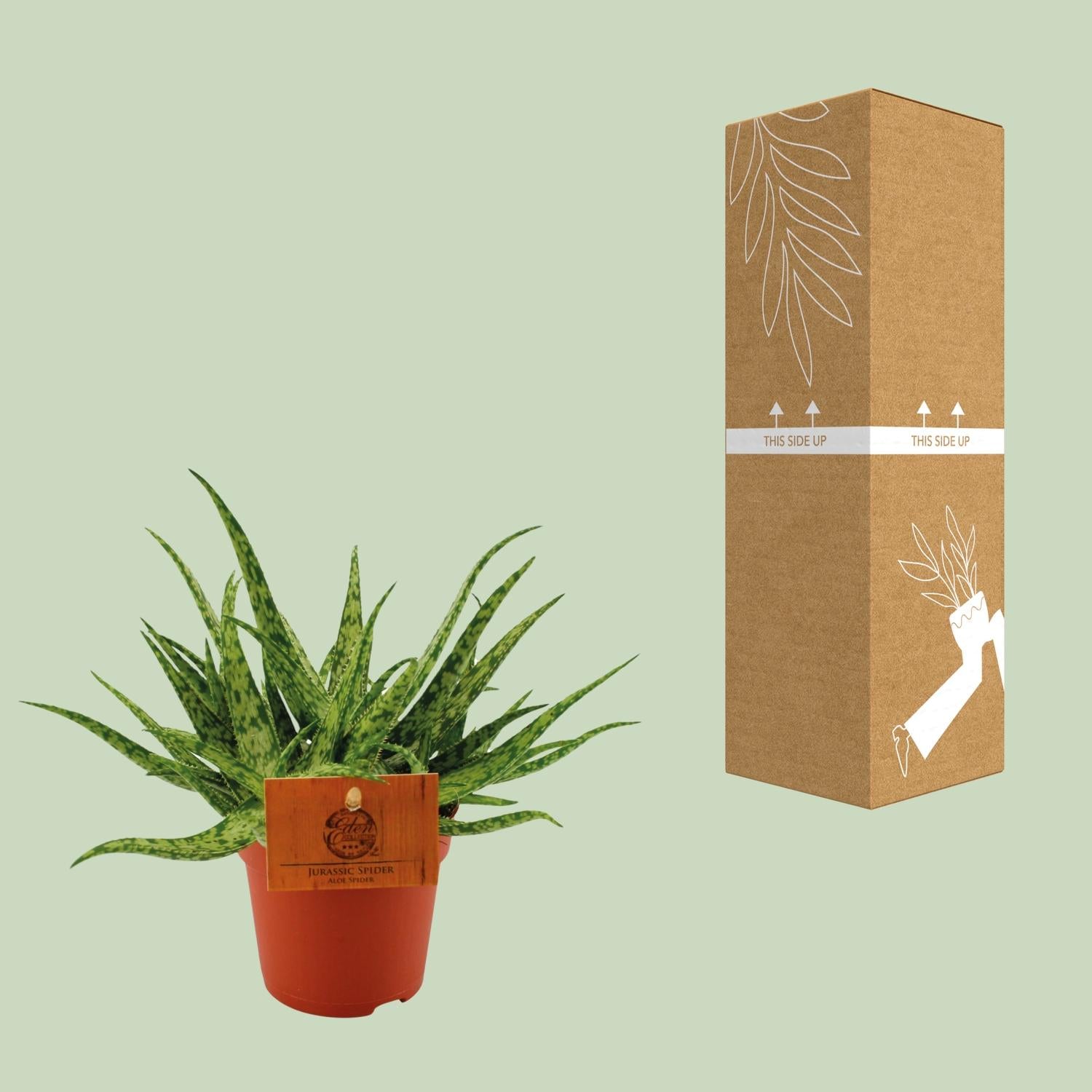 Aloe Spider – Aloe kamerplant