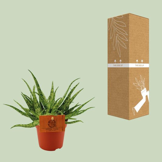 Aloe Spider – Aloe kamerplant