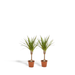 2x Dracaena - ↨60cm - Ø14cm