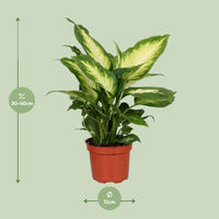 Dieffenbachia Camilla – Dieffenbachia kamerplant