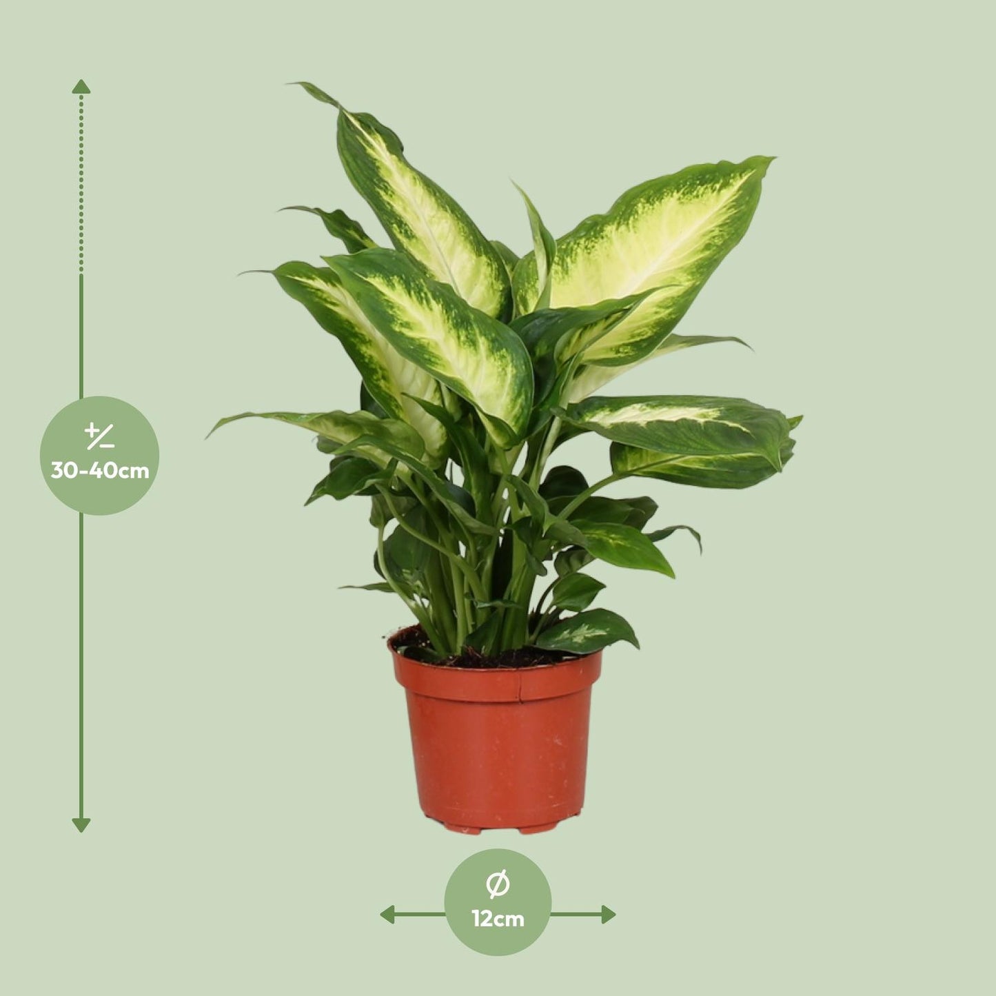 Dieffenbachia Camilla – Dieffenbachia kamerplant