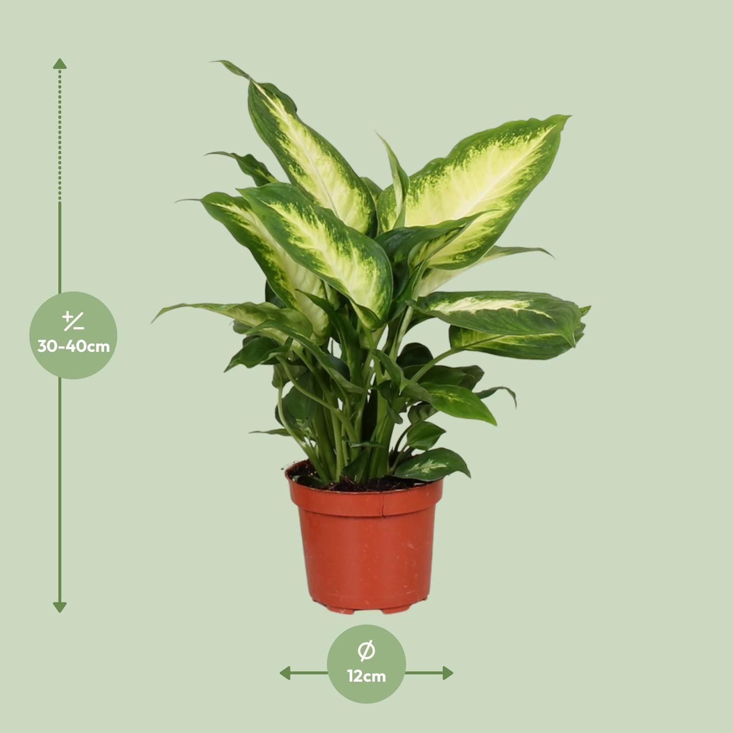 Dieffenbachia Camilla – Dieffenbachia kamerplant