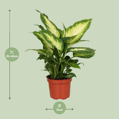Dieffenbachia Camilla – Dieffenbachia kamerplant