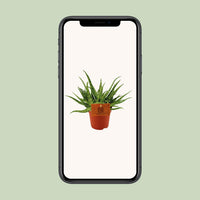 Aloe Spider - Ø10,5 ↕15