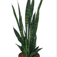 Sansevieria Zeylanica - Ø17cm - ↕75cm