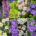Green boutiQ - Borderpakket - Bodembedekkend - 24 Vaste planten - 3 m2 - Diversen kleuren - Weinig Onderhoud - Pot 11cm