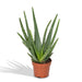 Aloe vera - Ø12cm - ↕40cm - Ø12 - ↨40cm