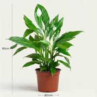 Spathiphyllum – Lepelplant kamerplant