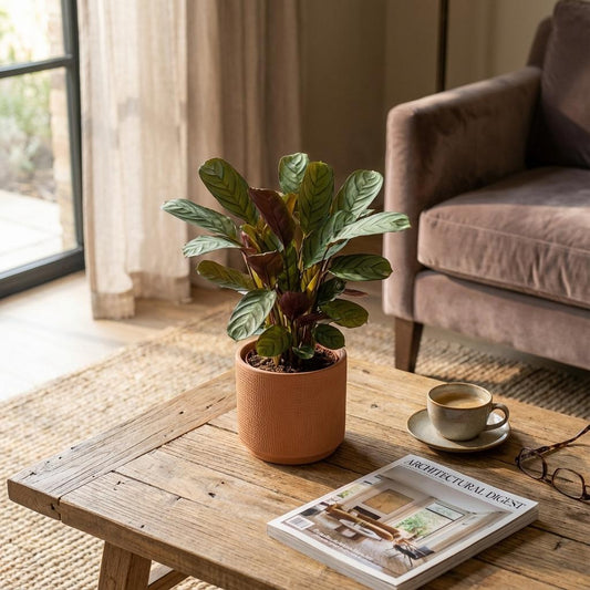 Calathea Ctenanthe – Pauwenplant kamerplant