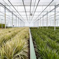 Dracaena Marginata - Ø21cm - ↕120cm