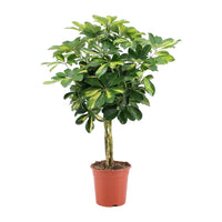 Schefflera Arboricola – Vingersboom kamerplant