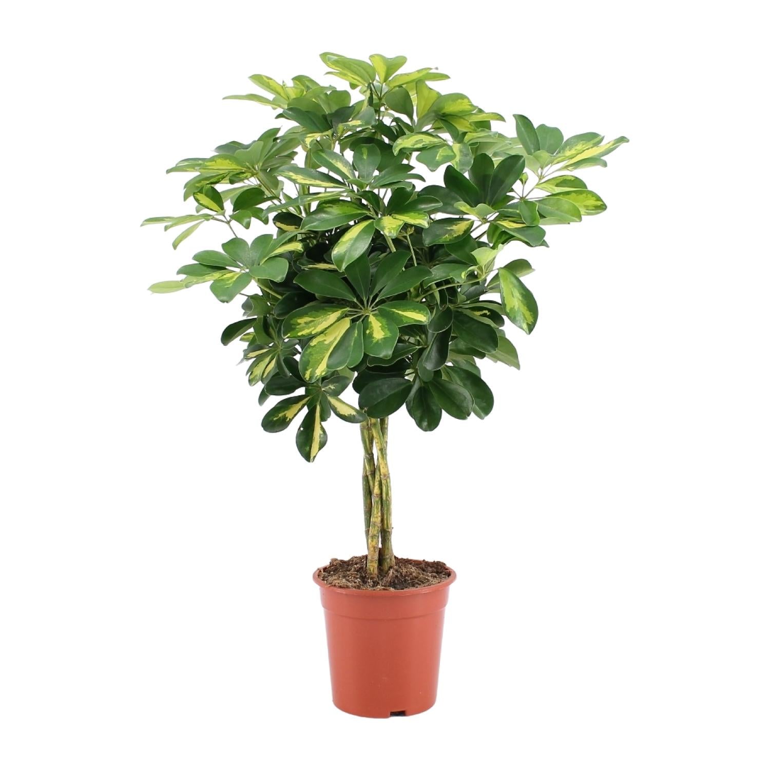 Schefflera Arboricola – Vingersboom kamerplant