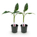 Green boutiQ - Fruitplant - Bananen plant - Musa sikkemensis Red Tiger - Winterhard - 2 planten - Pot 17cm Hoogte 40cm