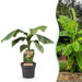Green boutiQ - Fruitplant - Japanse vezelbanaan - Musa Basjoo - Winterhard - Pot 21cm Hoogte 90cm