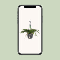 Humata Tyermannii - Ø17cm - ↕20cm