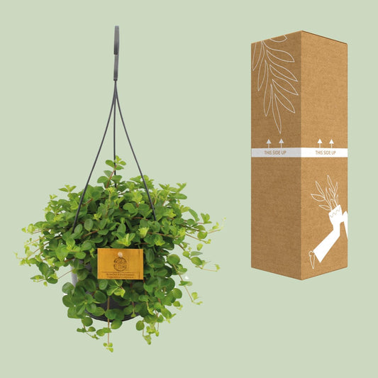 Peperomia Rotundifolia – Dwergpeperomia hangplant