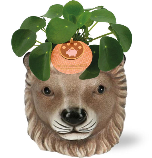 Pilea Peperomioides – Pannenkoekplant kamerplant