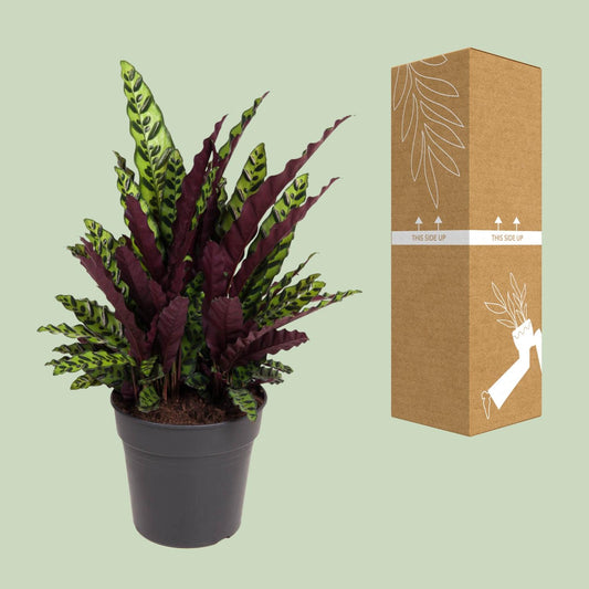 Calathea Lancifolia – Rattlesnake plant kamerplant