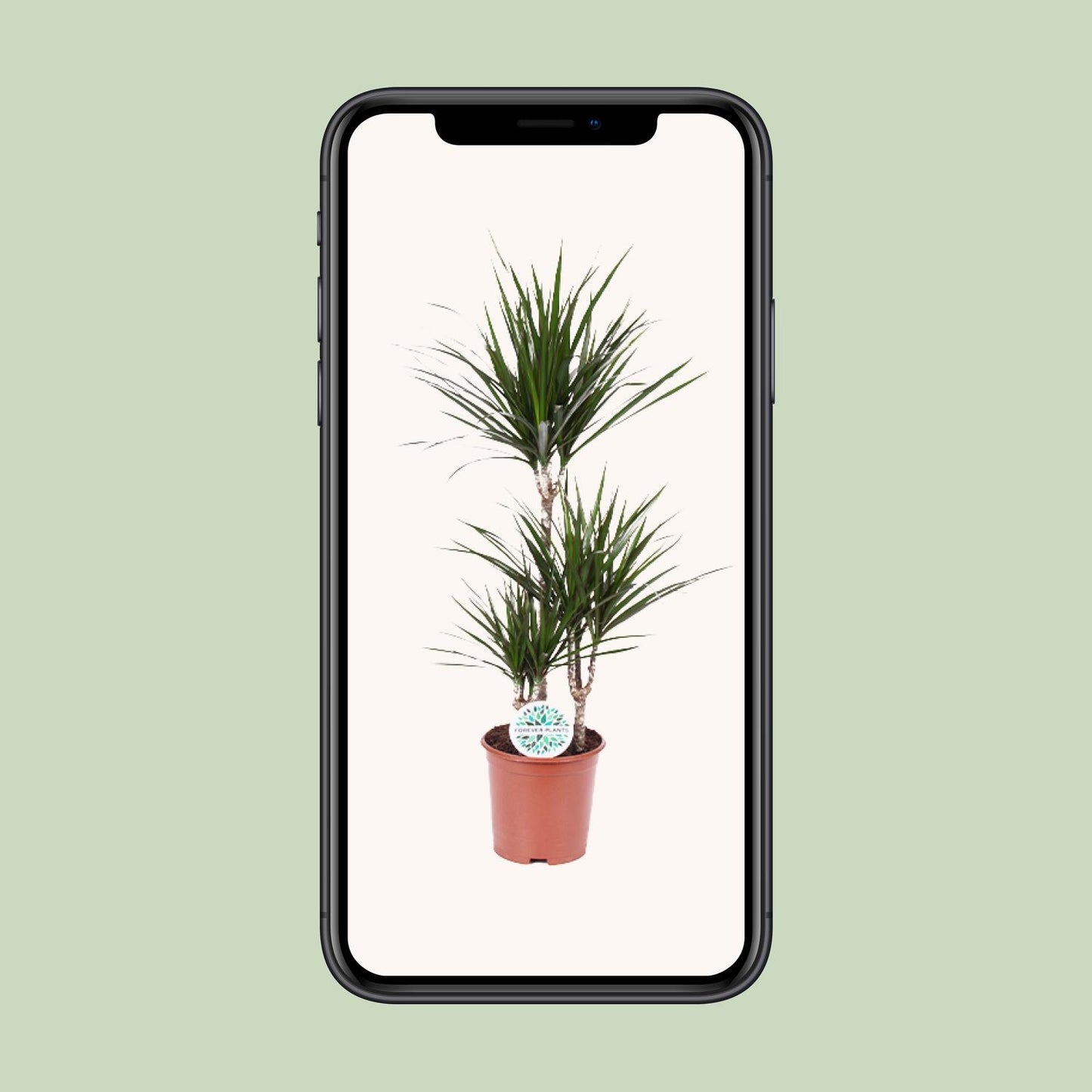Dracaena Marginata - Ø21cm - ↕115cm