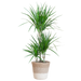 Dracaena Marginata met Lissabon mand wit - 95cm - Ø21