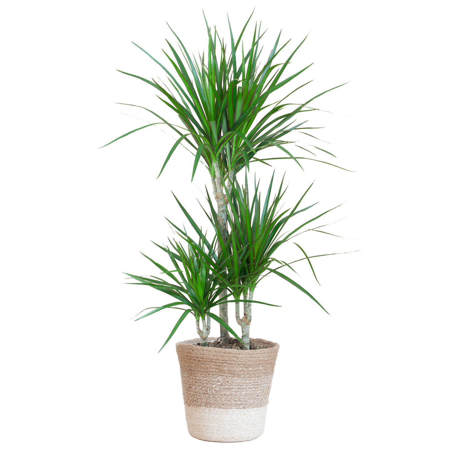 Dracaena Marginata met Lissabon mand wit - 95cm - Ø21