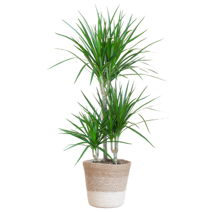 Dracaena Marginata met Lissabon mand wit - 95cm - Ø21