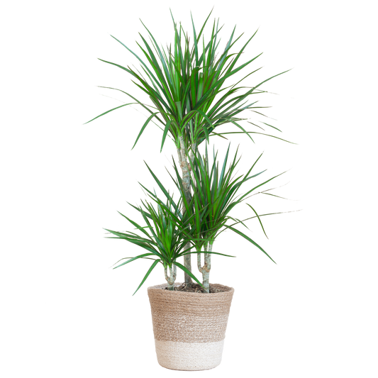 Dracaena Marginata met Lissabon mand wit - 95cm - Ø21