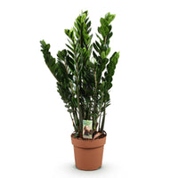 Zamioculcas Zamiifolia – ZZ-plant kamerplant