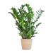 Zamioculcas Zamiifolia met Sofia mand naturel  - 80cm - Ø21