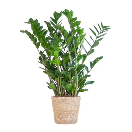Zamioculcas Zamiifolia met Sofia mand naturel  - 80cm - Ø21