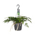Davallia Bullata - Ø17cm - ↕30cm