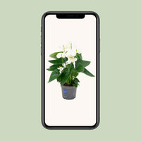 Anthurium – Flamingoplant Ø12 35-45 cm