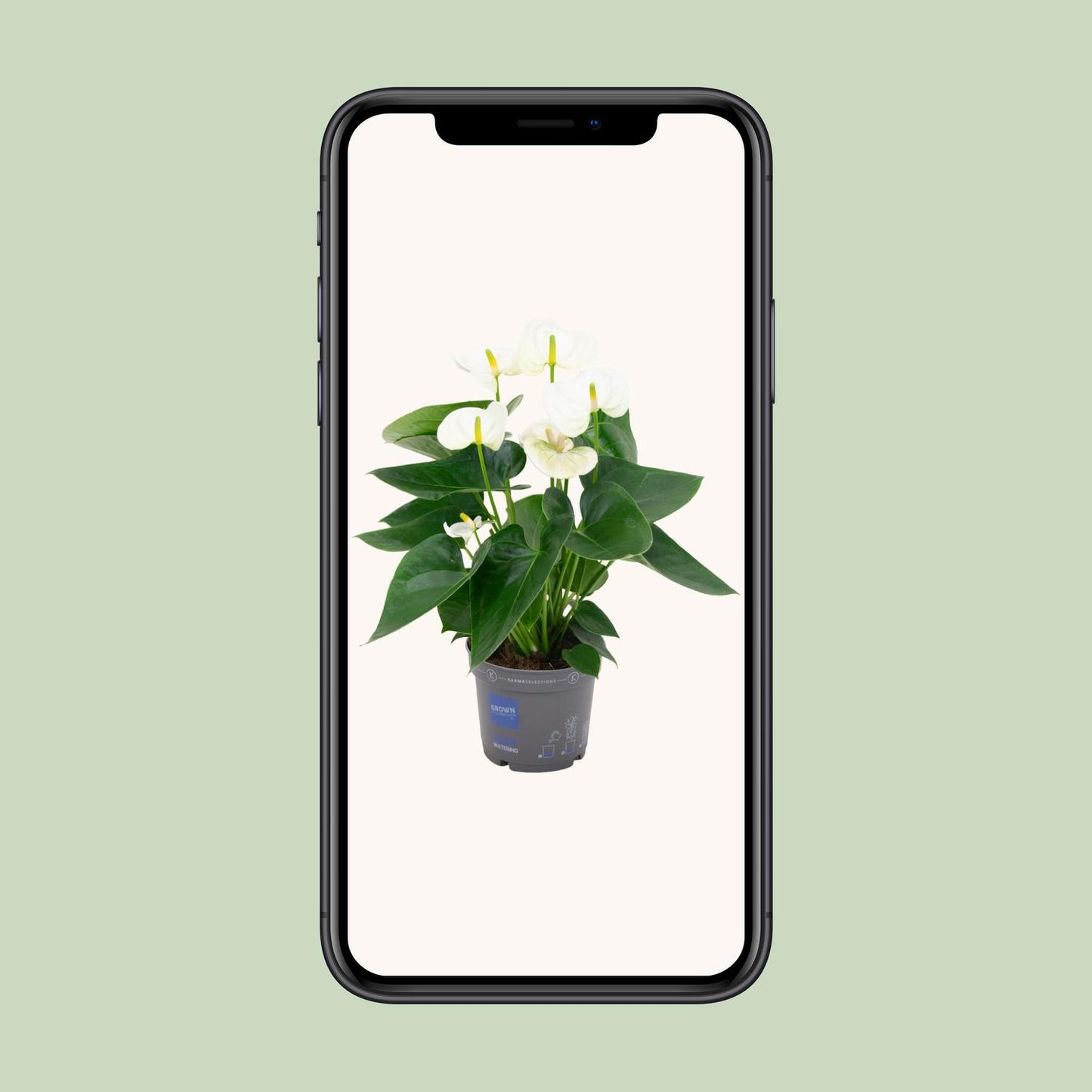 Anthurium – Flamingoplant Ø12 35-45 cm