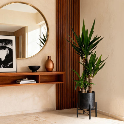 Yucca Elephantipes – Palmlelie kamerplant