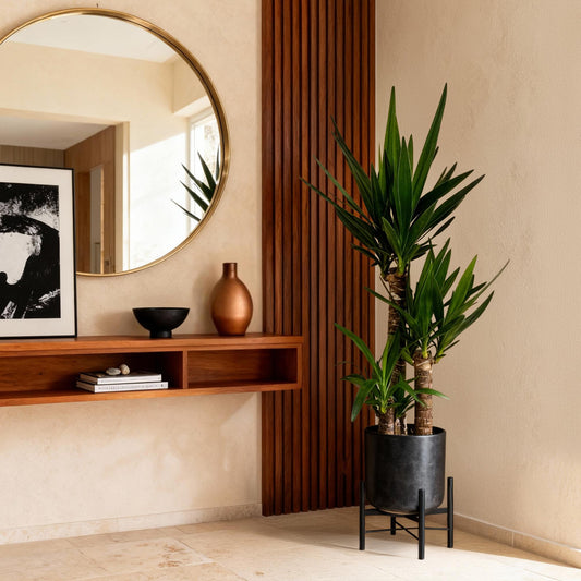 Yucca Elephantipes – Palmlelie kamerplant