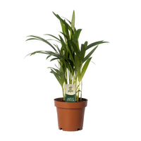 Dypsis Lutescens - Areca - Ø12cm - ↕40cm