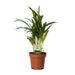 Dypsis Lutescens - Areca - Ø12cm - ↕40cm