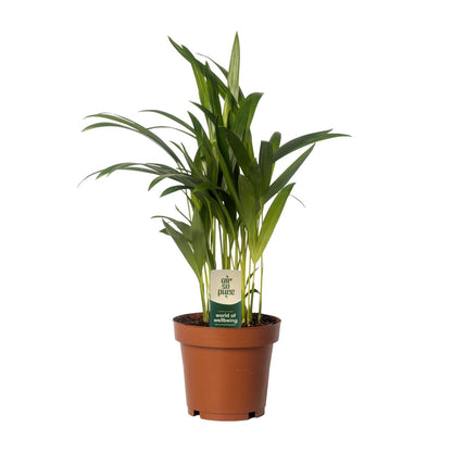 Dypsis Lutescens - Areca - Ø12cm - ↕40cm