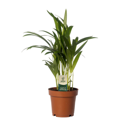 Dypsis Lutescens - Areca - Ø12cm - ↕40cm