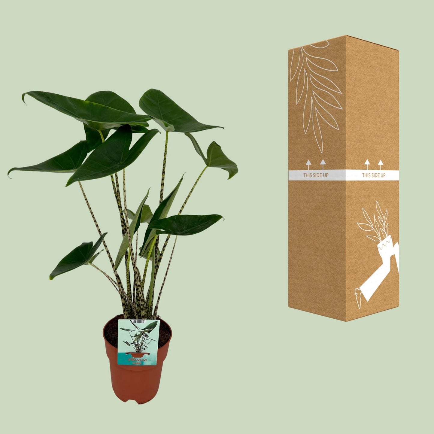 Alocasia zebrina – Olifantsoor