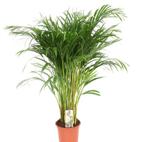 Dypsis Lutescens - Areca - Ø21cm - ↕110cm