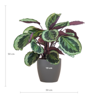 Calathea Medaillon met Viber grijs - 65cm - Ø19