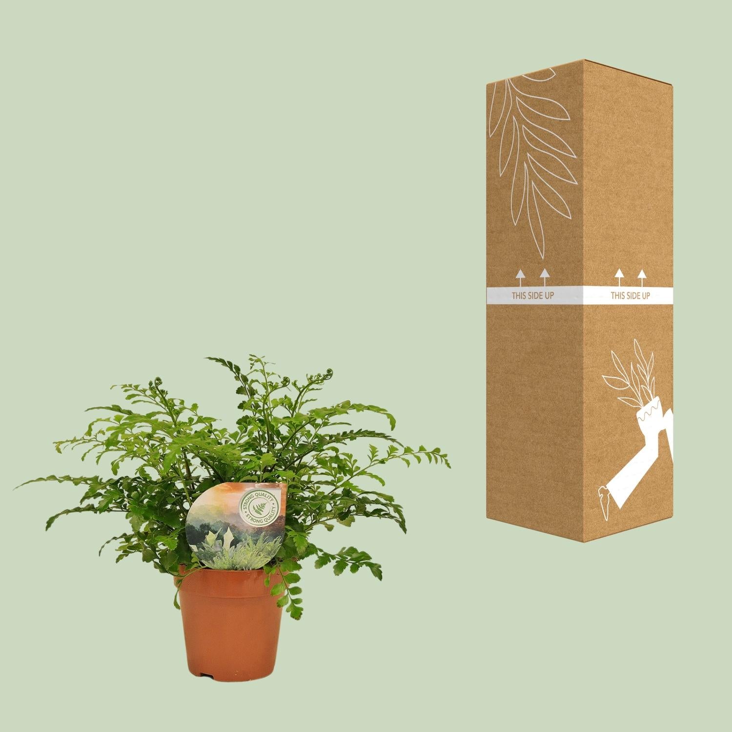 Asplenium Parvati – Nestvaren kamerplant